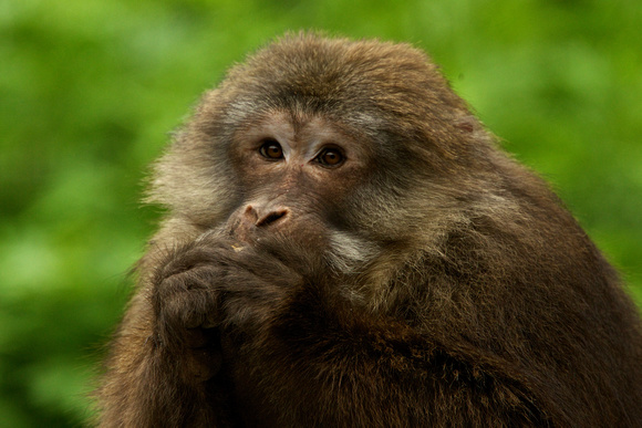 Tibetan Stump-Tailed Macaque