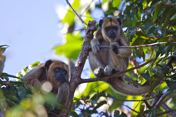 Howler Monkeys - Mother and Son