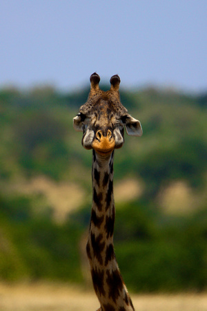 My Favorite Giraffe - Masai Mara