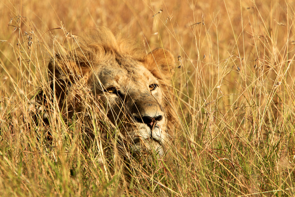 Lion Hiding - Masai Mara