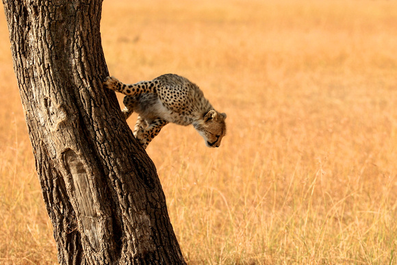 Cheetah Climbing Cub! - Masai Mara