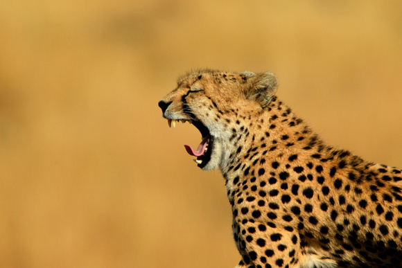 Cheetah! - Masai Mara