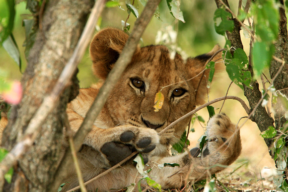Lion Cub - Masai Mara