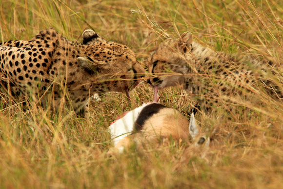 Cheetah on a Kill - Masai Mara