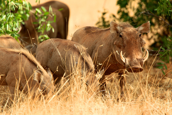 Warthog - Samburu