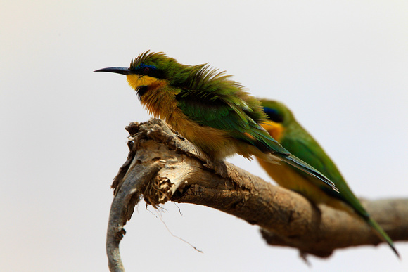 Little Bee-Eaters - Samburu