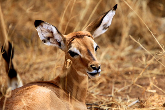 Impala Cub - Samburu