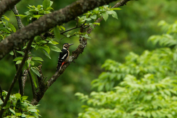 Great- Spotted Woodpecker