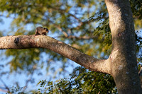 Burmese Squirrel
