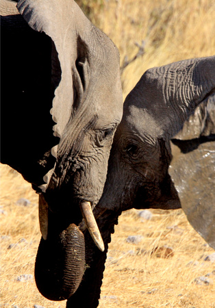 Young Elephants Face-to-Face