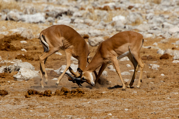 Antelopes Sparring