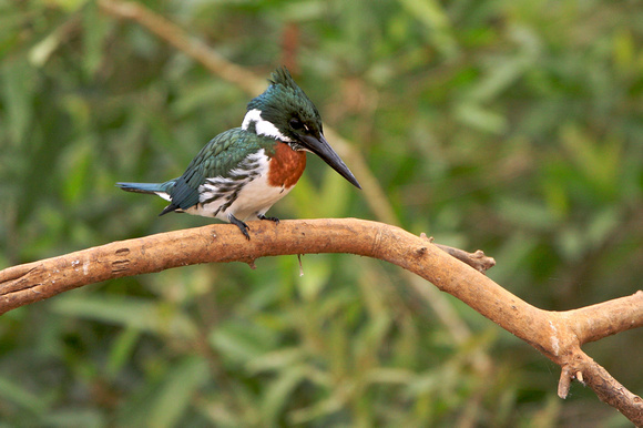 Amazon Collared Kingfisher