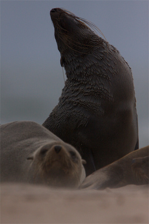 Skeleton Coast Seals