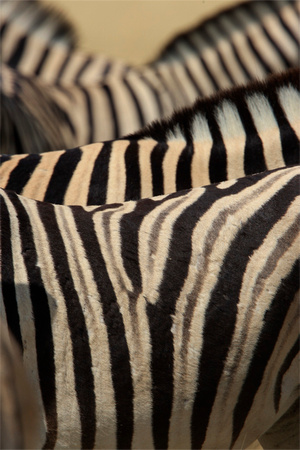 Zebras Patterns