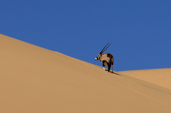 Oryx and Dunes