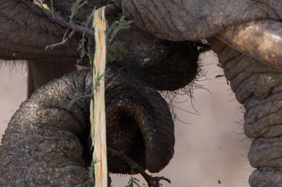Elephant Trunk-Mouth Close-up