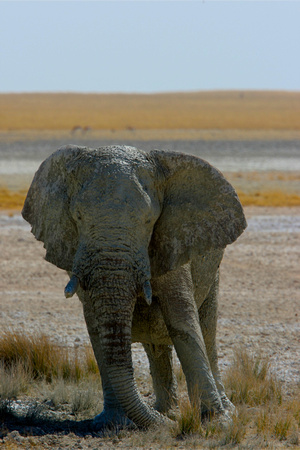 Elephant and Mud