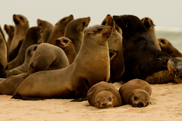 Skeleton Coast Seals