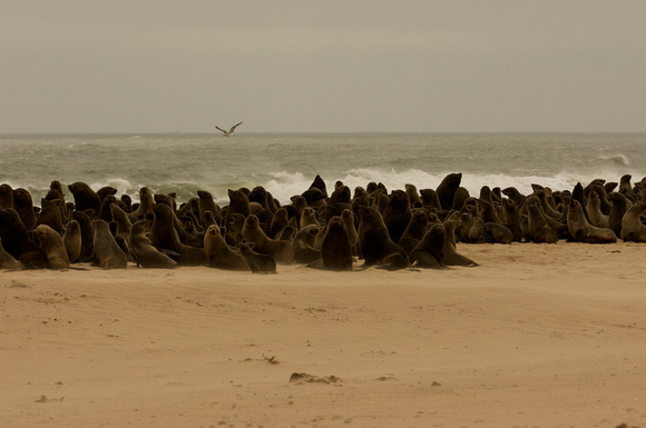Seals Colony on Skeleton Coast