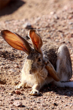 Desert Hare