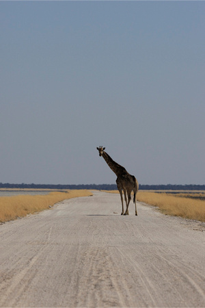 Lonely Giraffe in Etosha Pan