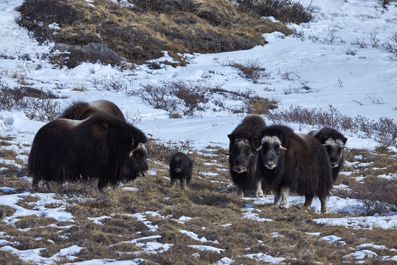 Musk Oxen and Cub