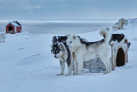 Ilulissat - Greenland Dogs