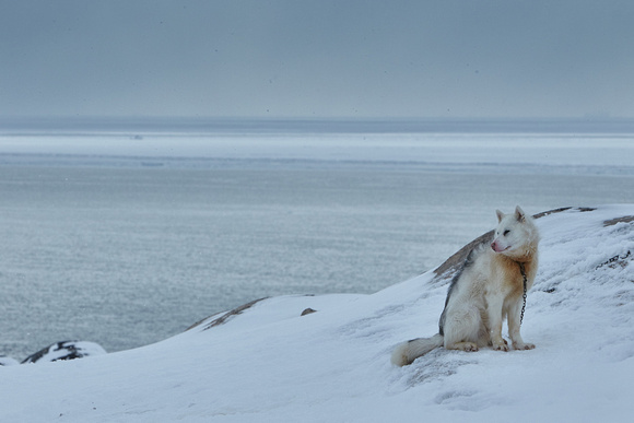 Ilulissat - Greenland Dog