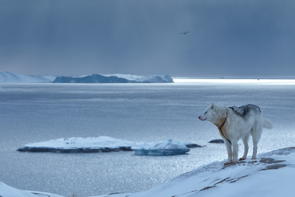 Ilulissat - Greenland Dog