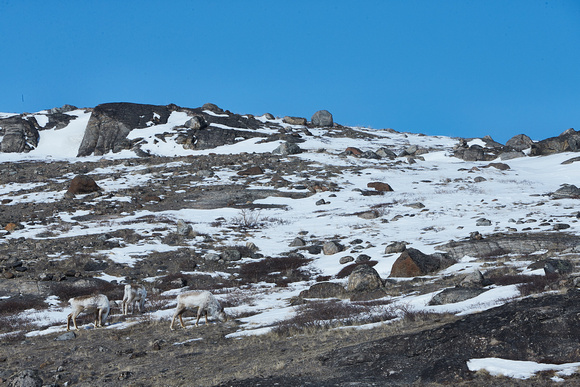 Landscape with Reindeers