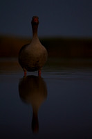 Greylag Goose at Night