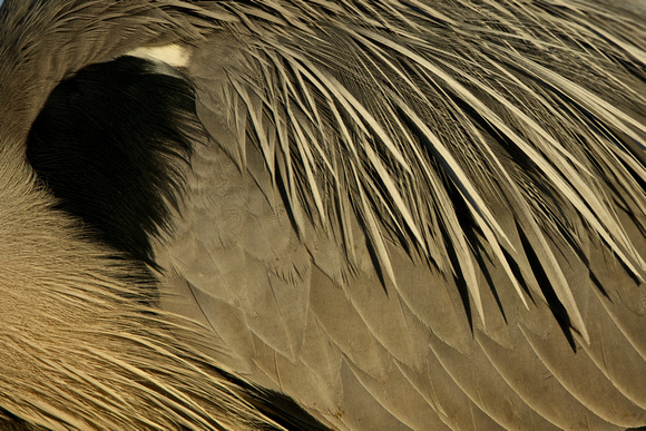 Grey Heron - Feathers