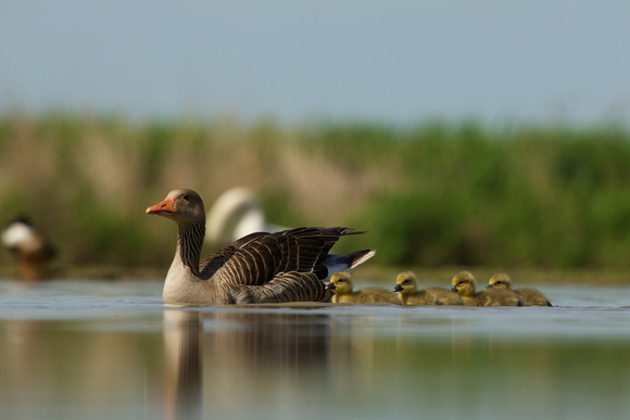 Greylag Geese and Chicks