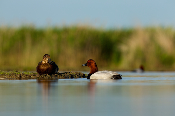Common Pochards - The Courting