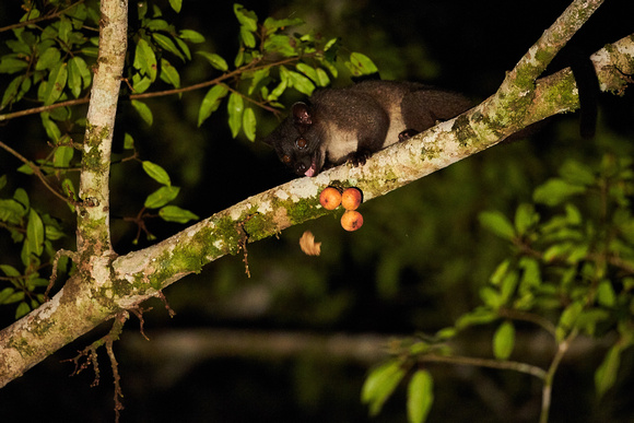 Small-Toothed  Palm Civet