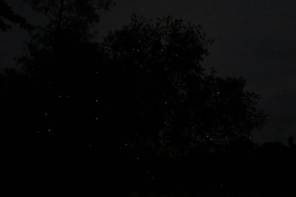 Fireflies on Kinabatangan River