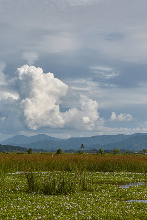Landscape - Paddy Fields  - Kota Kinabalu