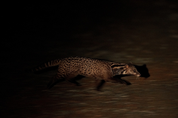 Malay Civet/Tangalung