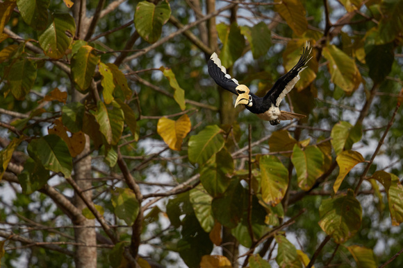 Pied Hornbill