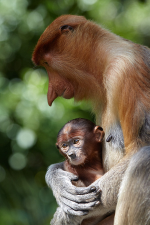 Motherhood - Proboscis Monkey
