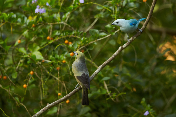 Palm and Blue-Gray Tanager