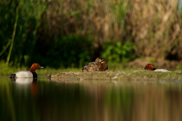 Common Pochards - The Courting