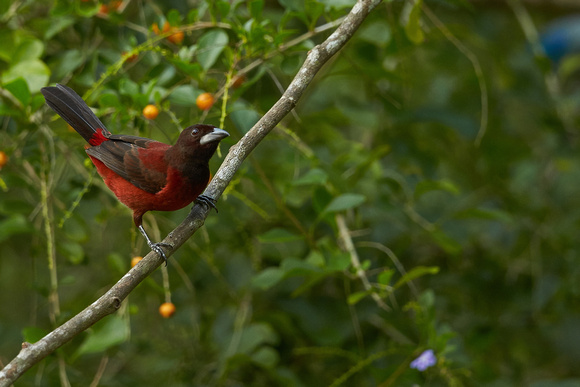 Crimson-backed Tanager (F)