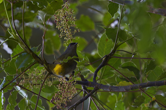 Black-and-Yellow Silky Flycatcher