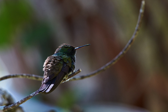 Snowy-bellied Hummingbird