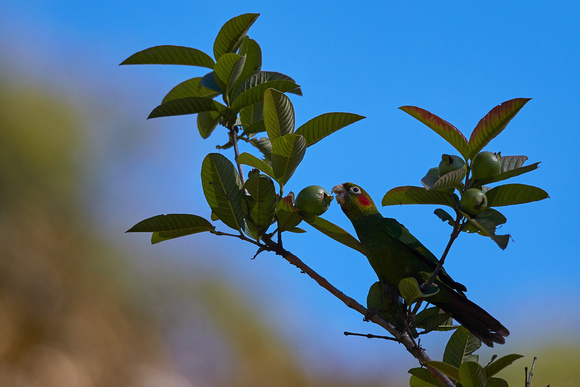 Sulphur-winged Parakeet