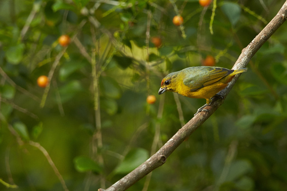 Fulvous-vented Euphonia (F)
