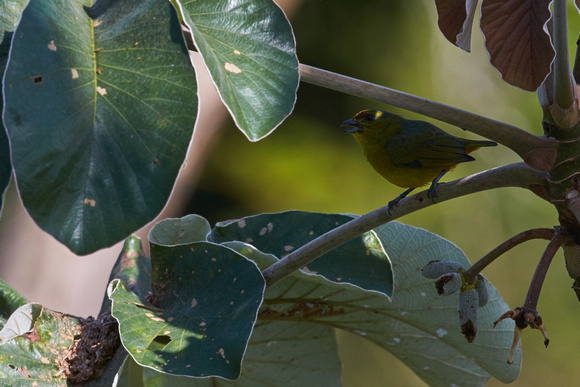 Fulvous-vented Euphonia (F)