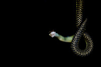 Garden Flying Snake