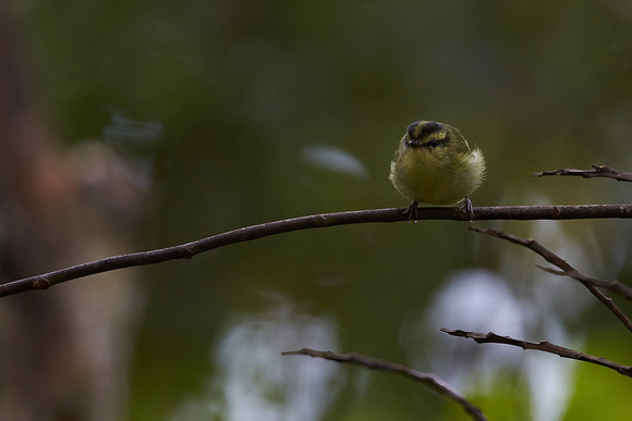 Sulphur-breasted Leaf-Warbler